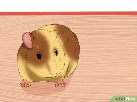 Image titled Buy a Healthy Guinea Pig Step 1