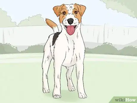 Image titled Identify a Parson Russell Terrier Step 1