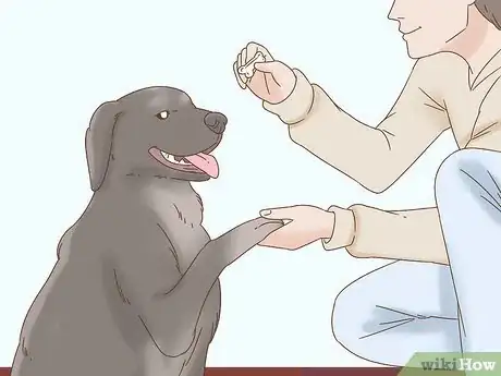 Image titled Train a Blind Dog to Handle the Stairs Step 14