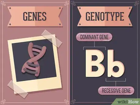 Image titled Use a Punnett Square to Do a Monohybrid Cross Step 1
