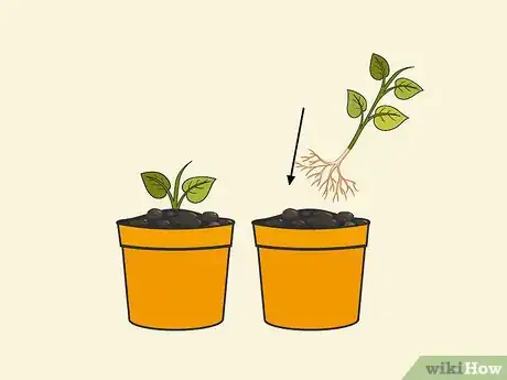 Image titled Sprout Sweet Potatoes Step 12