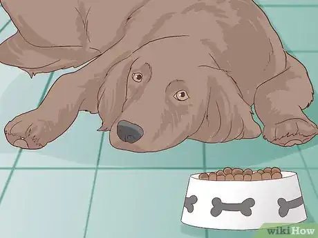 Image titled Check for Signs of Dental Disease in Dogs Step 3