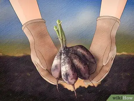 Image titled Store Dahlia Bulbs Step 3