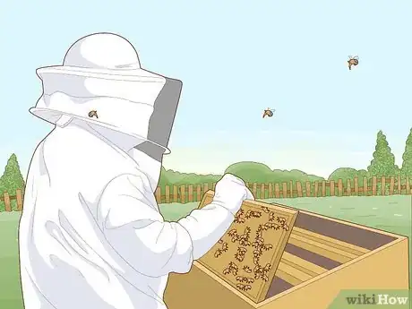 Image titled Save Bees from Extinction Step 7