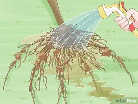 Image titled Grow Mandarin Trees Step 3