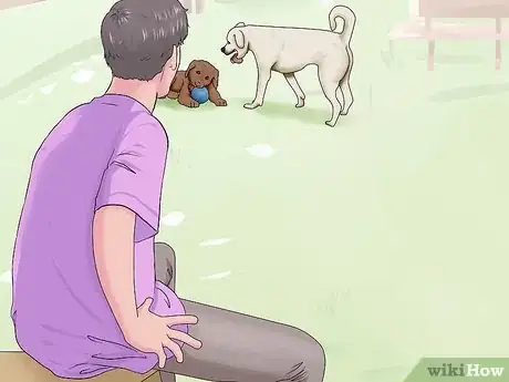 Image titled Introduce a New Dog to Your Senior Dog Step 7