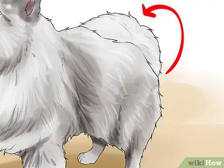 Image titled Identify a Keeshond Step 8