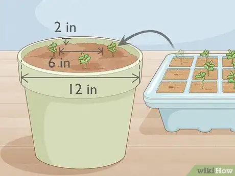 Image titled Grow Night Scented Stock Step 17