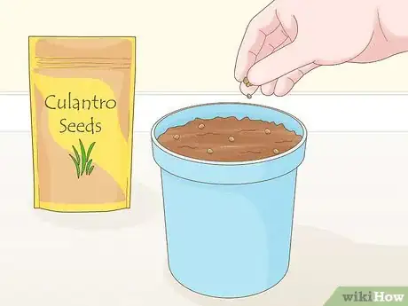 Image titled Grow Eryngium Foetidum Step 2