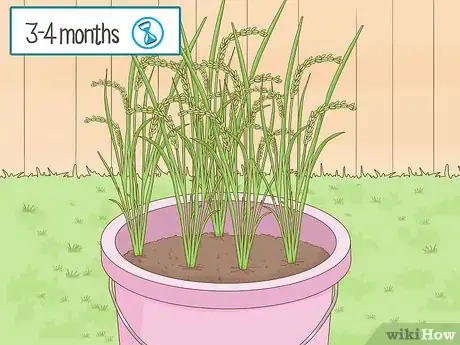 Image titled Plant Rice Indoors Step 12