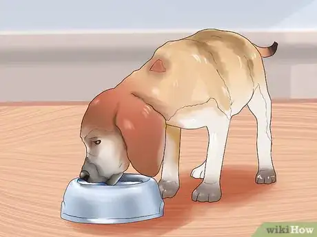 Image titled Know if Your Dog Is Healthy Enough to Breed Step 8