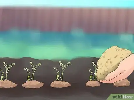 Image titled Grow Chickpeas Step 11