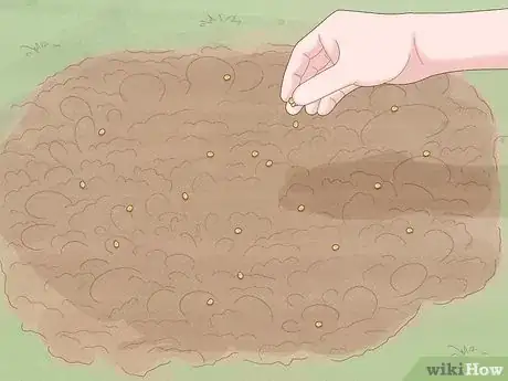 Image titled Grow Eryngium Foetidum Step 7