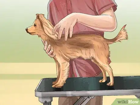 Image titled Prepare Your Dog for the Vet Step 4