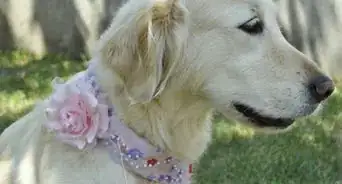 Craft a Dog Collar from an Old Shirt