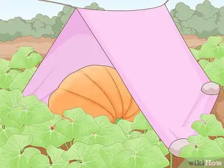 Image titled Grow Giant Vegetables Step 18