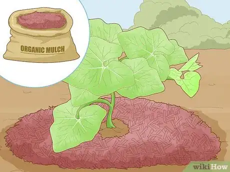 Image titled Grow Giant Vegetables Step 15