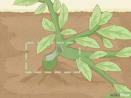 Image titled Identify Cutworm Damage Step 2