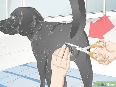 Image titled Make Grooming Comfortable for Older Dogs Step 8