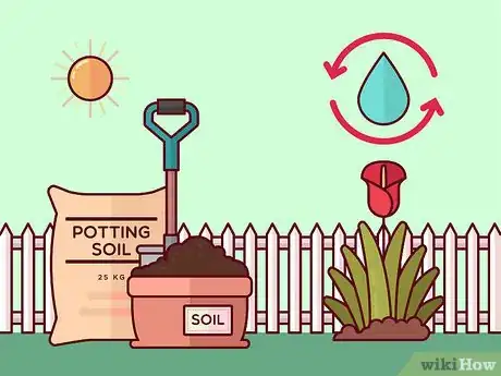 Image titled Get Calla Lilies to Flower Step 5