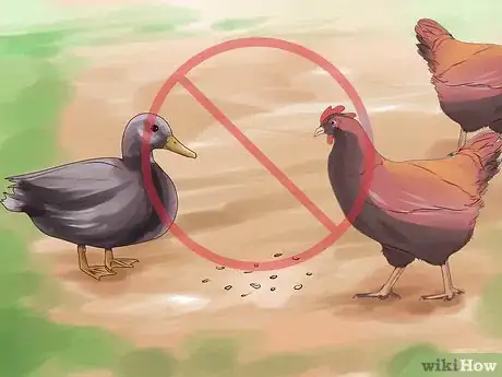 Image titled Prevent Bird Flu (Avian Influenza) Step 11