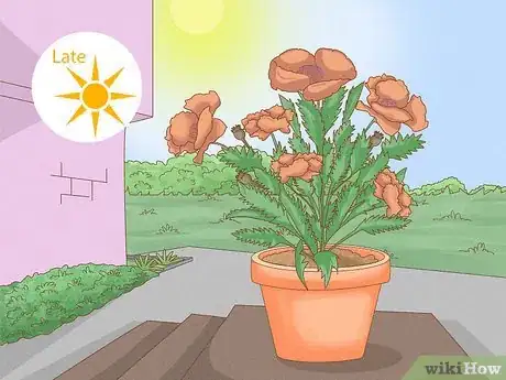 Image titled Grow Oriental Poppies Step 10
