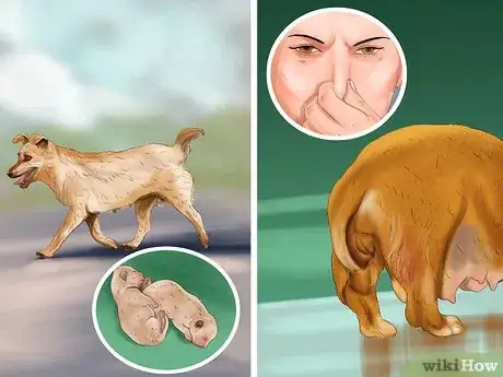 Image titled Make Sure That Your Dog Is Ok After Giving Birth Step 6