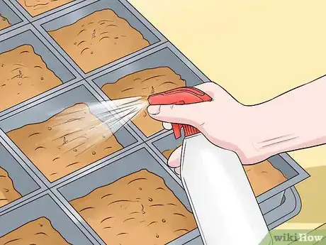 Image titled Grow Kumquat Step 6