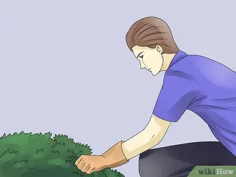 Image titled Remove an Ivy Plant Step 3