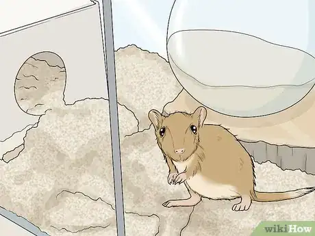 Image titled Spot and Treat Ovarian Cysts in Gerbils Step 3