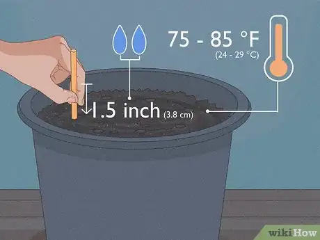 Image titled Grow Pawpaws Step 6