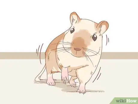 Image titled Treat Head Tilt in Gerbils Step 3