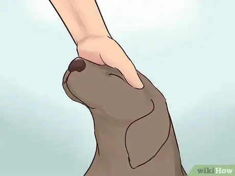 Image titled Create a Sound Reputation As a Dog Breeder Step 8