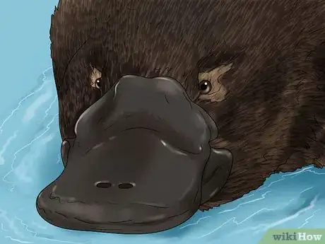Image titled Identify a Platypus Step 1