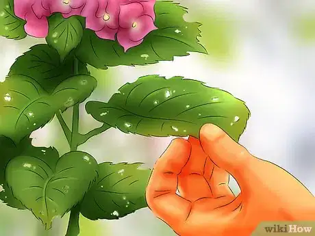 Image titled Select Blooming Houseplants Step 12