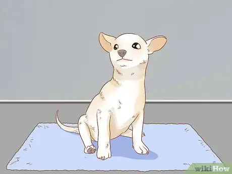 Image titled Prevent Your Chihuahua from Behaving Badly Step 9