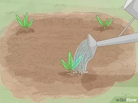 Image titled Grow Eryngium Foetidum Step 9