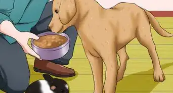 Introduce a Dog and a Rabbit