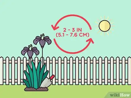 Image titled Store Iris Bulbs Step 1