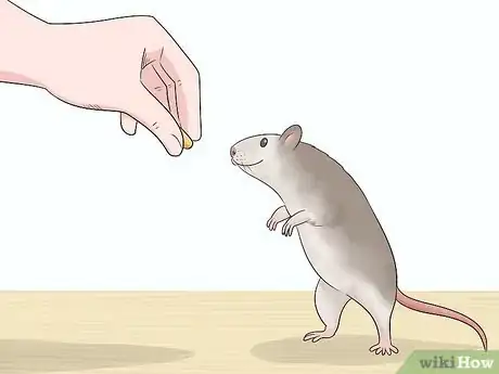 Image titled Keep a Pet Rat at a Healthy Weight Step 9