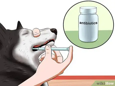 Image titled Treat Canine Infectious Hepatitis Step 8