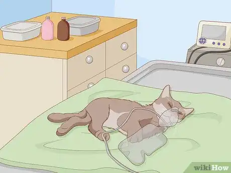 Image titled Treat a Cat With Asthma Step 12