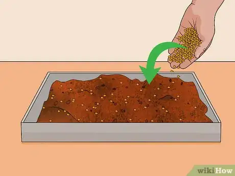 Image titled Grow Popcorn Shoots Step 9