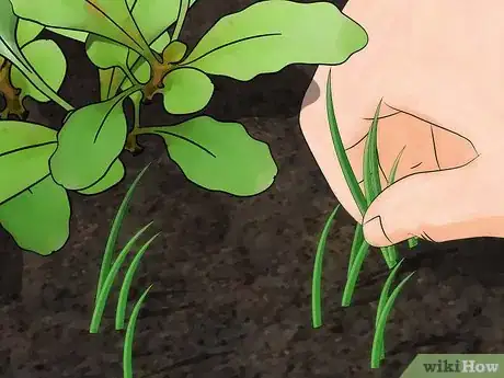 Image titled Grow African Daisy (Arctotis) Step 13