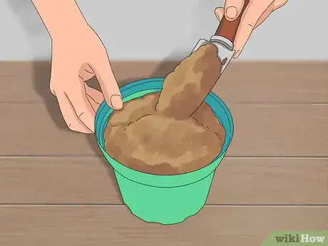 Image titled Grow Dichondra Step 21