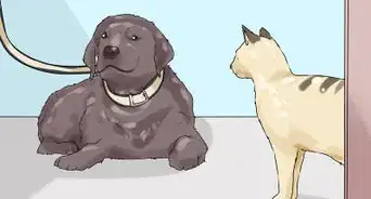 Have a Successful First Day with a New Dog