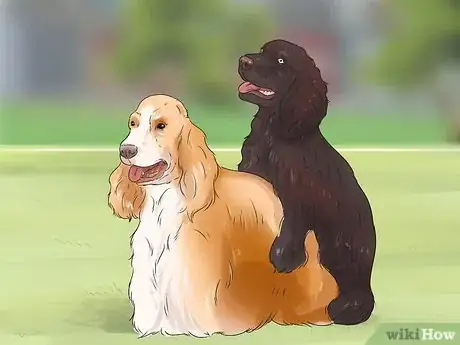 Image titled Breed Scottish Cocker Spaniels Step 8