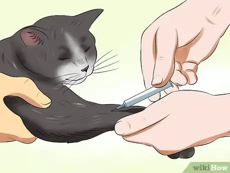 Image titled Diagnose High Thyroid Levels in a Cat Step 10