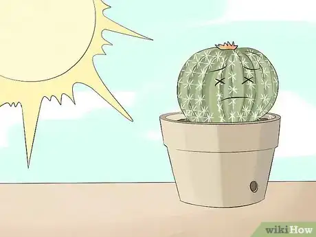 Image titled Grow Cactus in Containers Step 10