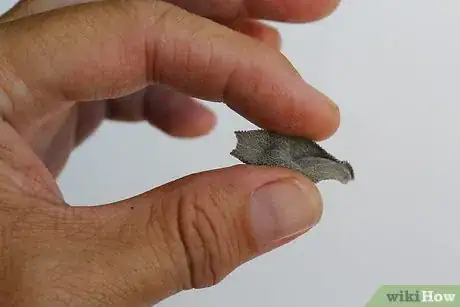 Image titled Dry Sage Step 19